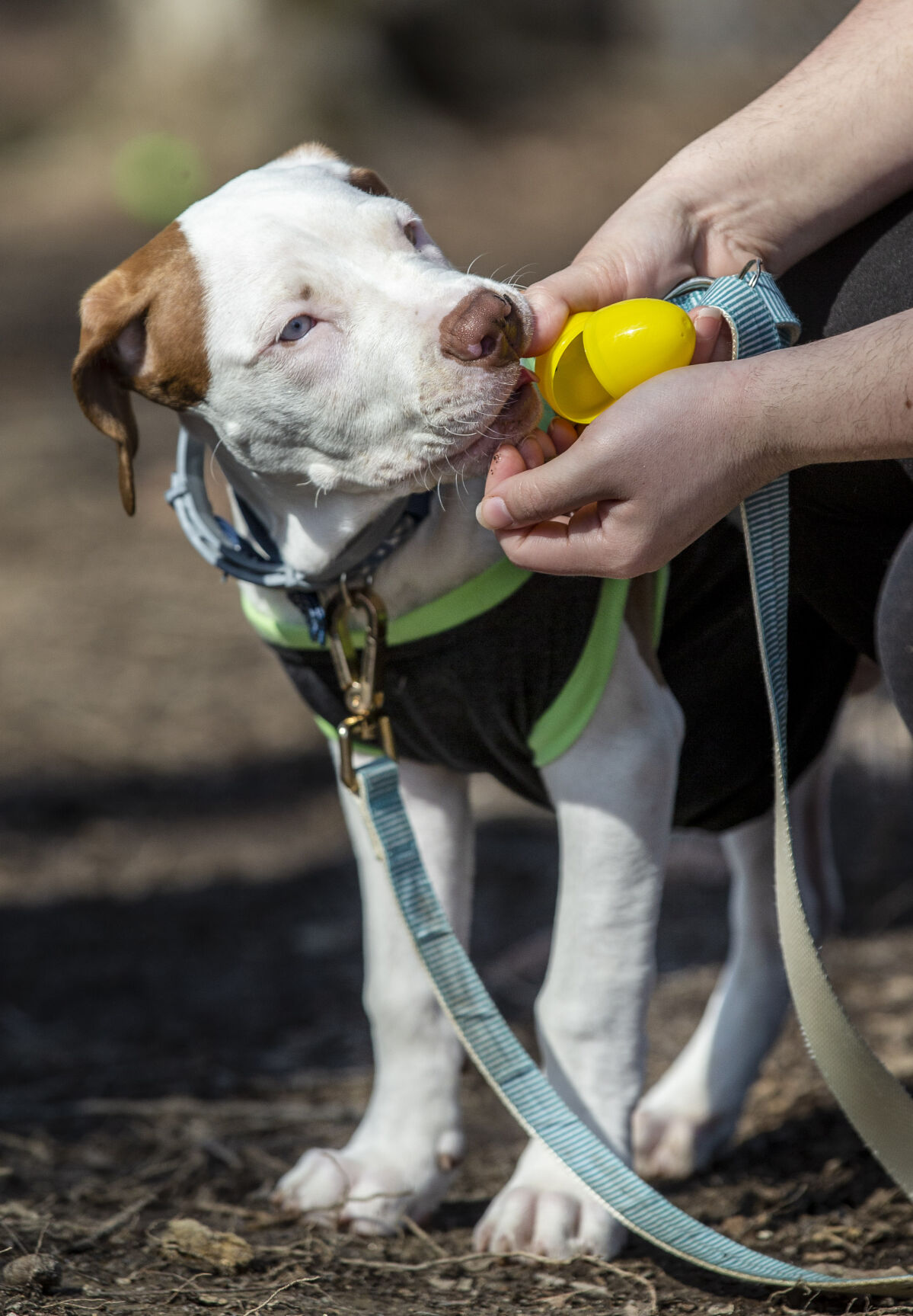 Dog Easter Eggs